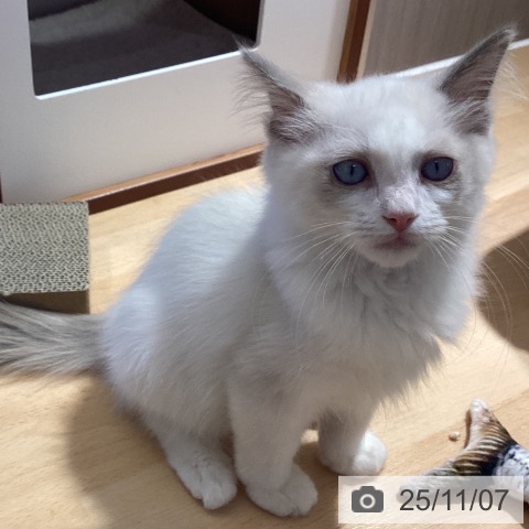 ラグドールの写真