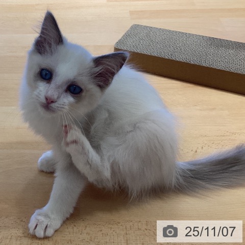 ラグドールの写真