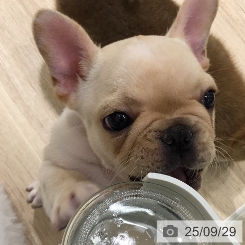 フレンチ・ブルドッグの写真
