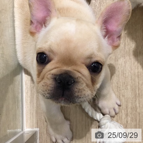 フレンチ・ブルドッグの写真