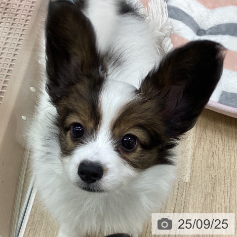パピヨンの写真