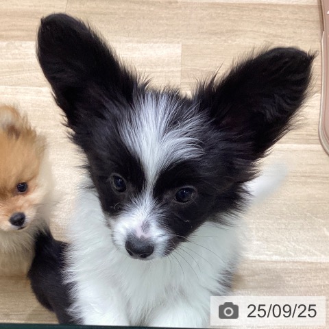 パピヨンの写真