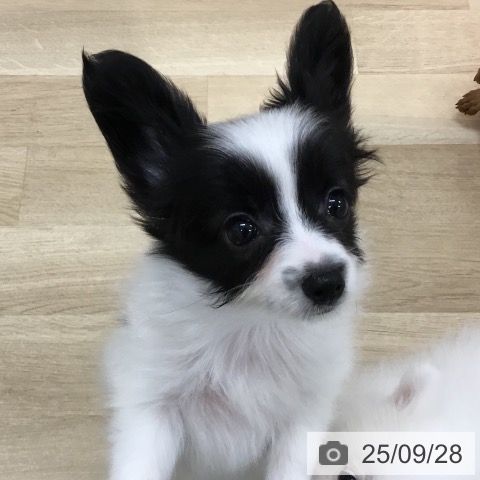 パピヨンの写真