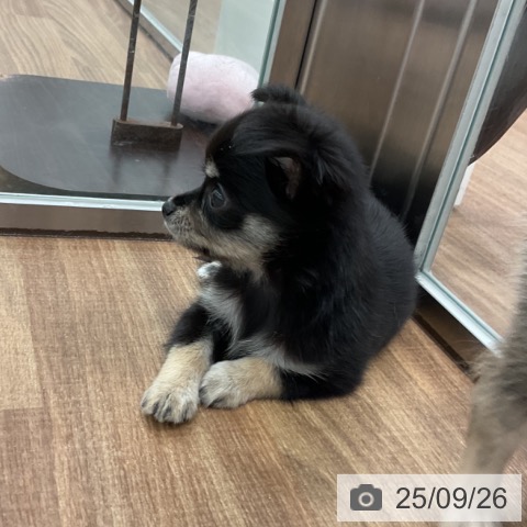チワワの写真