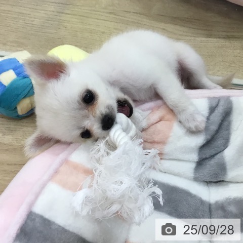 チワワの写真
