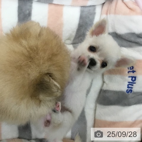 チワワの写真