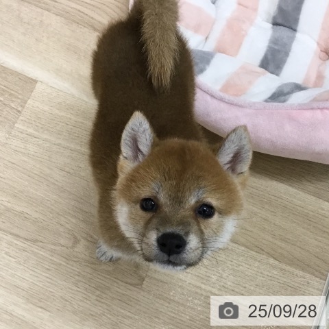 柴の写真