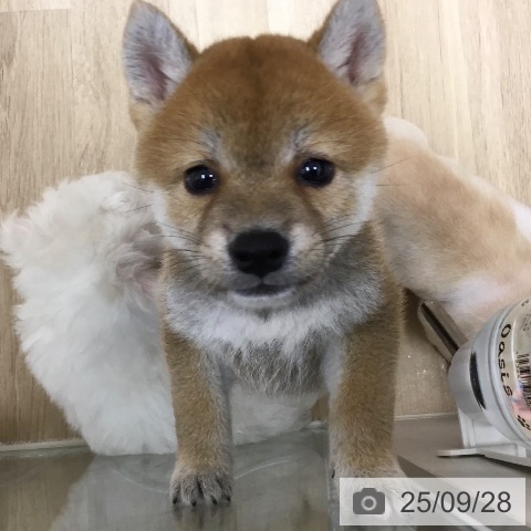 柴の写真