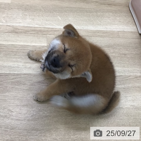 柴の写真