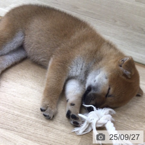 柴の写真