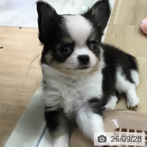 チワワの写真
