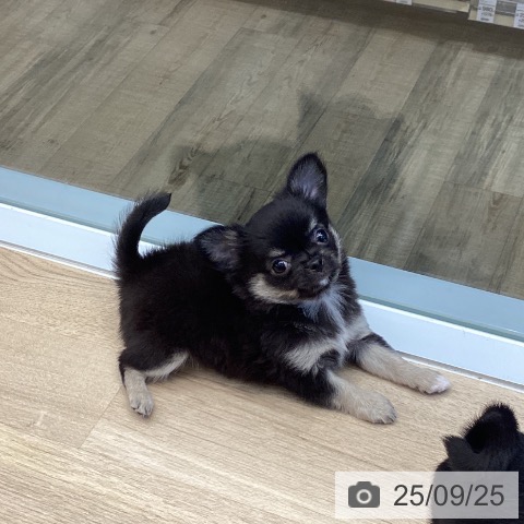 チワワの写真