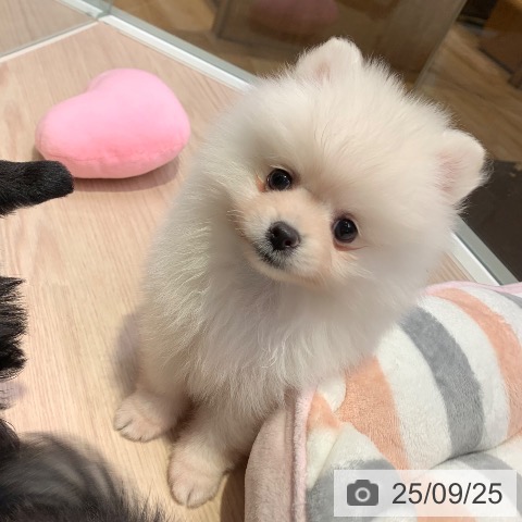 ポメラニアンの写真