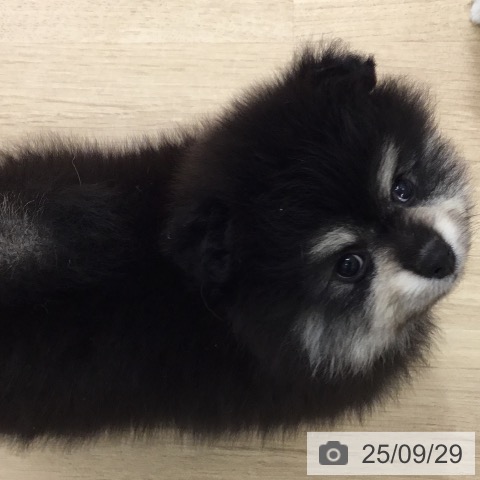 ポメラニアンの写真
