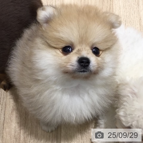 ポメラニアンの写真