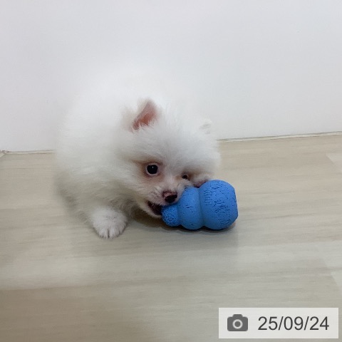 ポメラニアンの写真