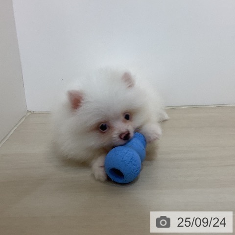 ポメラニアンの写真