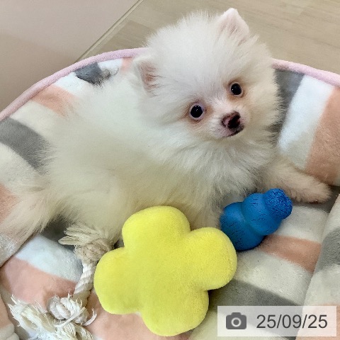ポメラニアンの写真