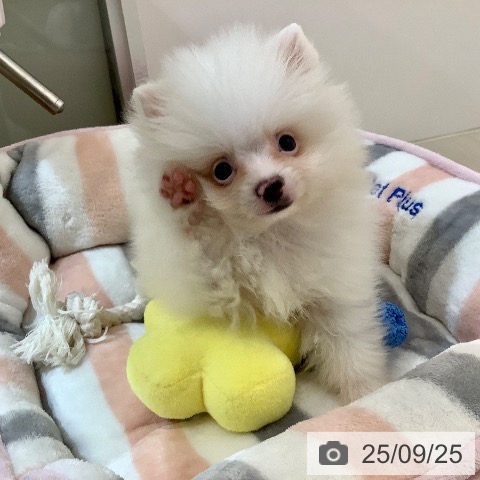 ポメラニアンの写真