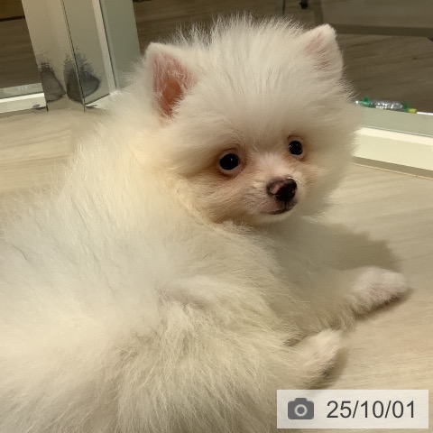 ポメラニアンの写真