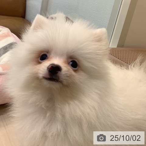 ポメラニアンの写真