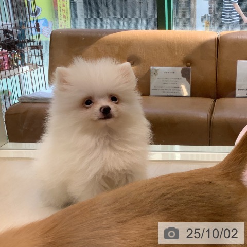 ポメラニアンの写真