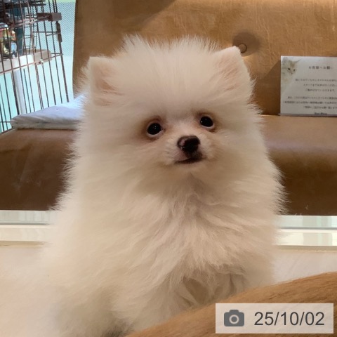 ポメラニアンの写真