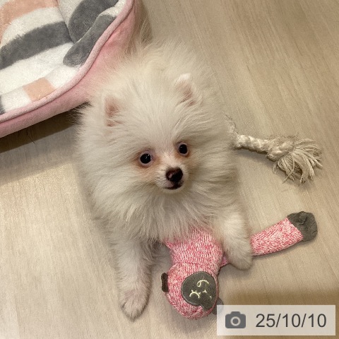 ポメラニアンの写真