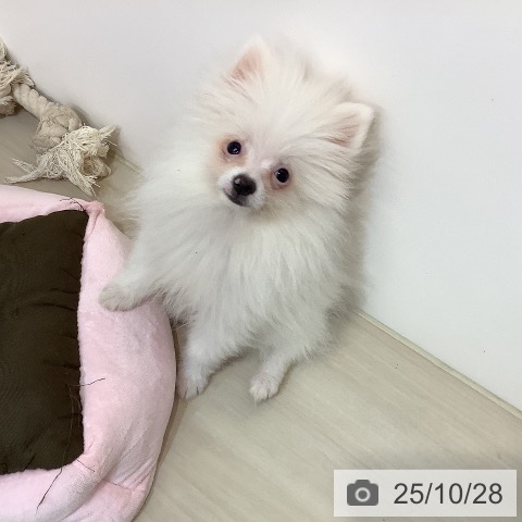 ポメラニアンの写真