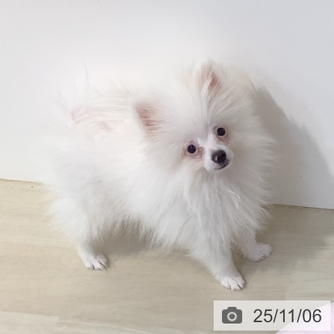 ポメラニアンの写真