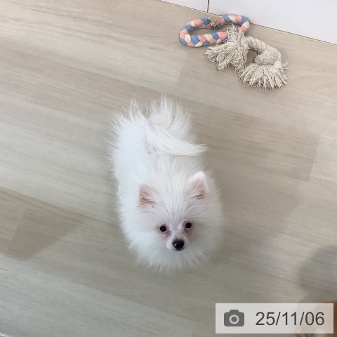 ポメラニアンの写真