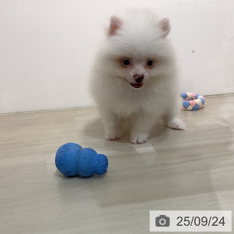 ポメラニアンの写真
