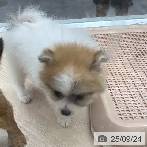 ポメラニアンの写真