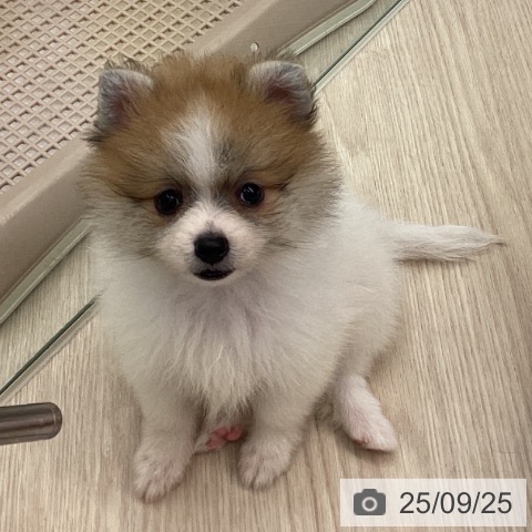 ポメラニアンの写真
