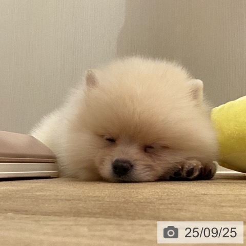 ポメラニアンの写真