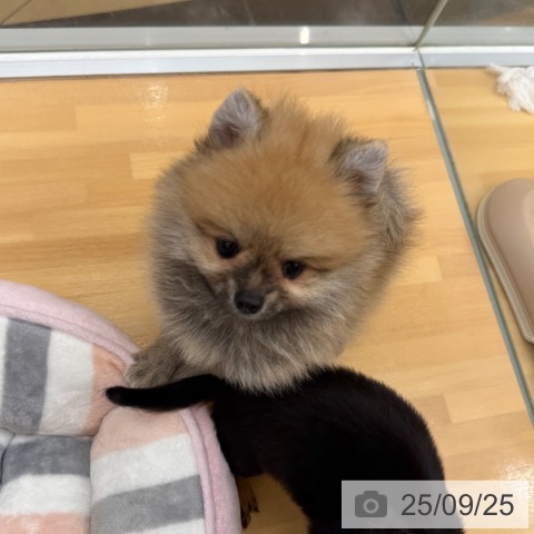 ポメラニアンの写真