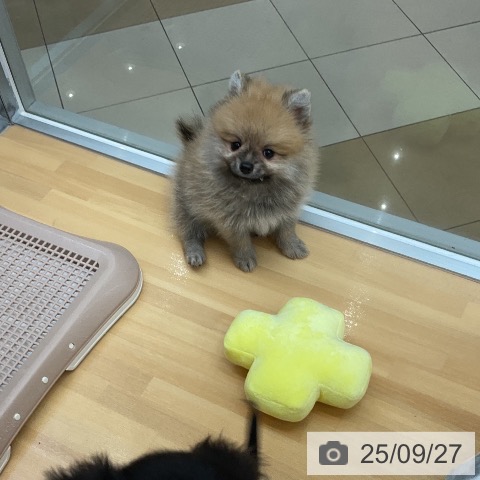 宮城県のポメラニアン (ペットプラス 仙台泉大沢店/2025年7月24日生まれ/女の子/オレンジ)の子犬の4枚目の画像