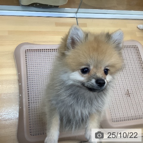 宮城県のポメラニアン (ペットプラス 仙台泉大沢店/2025年7月24日生まれ/女の子/オレンジ)の子犬の3枚目の画像