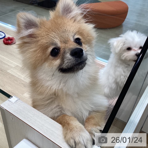 宮城県のポメラニアン (ペットプラス 仙台泉大沢店/2025年7月24日生まれ/女の子/オレンジ)の子犬の4枚目の画像