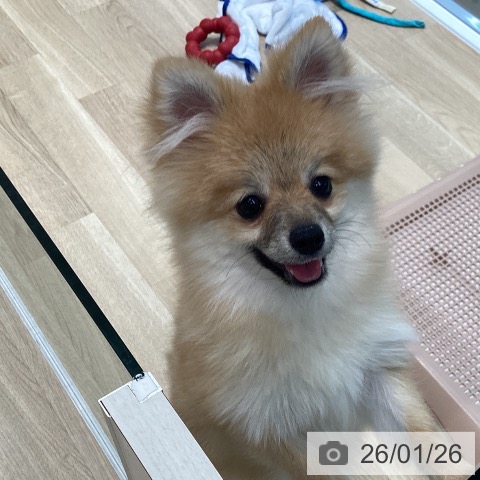 宮城県のポメラニアン (ペットプラス 仙台泉大沢店/2025年7月24日生まれ/女の子/オレンジ)の子犬の3枚目の画像