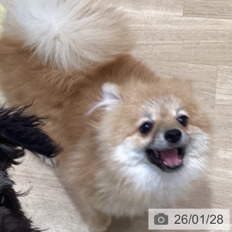 宮城県のポメラニアン (ペットプラス 仙台泉大沢店/2025年7月24日生まれ/女の子/オレンジ)の子犬の3枚目の画像