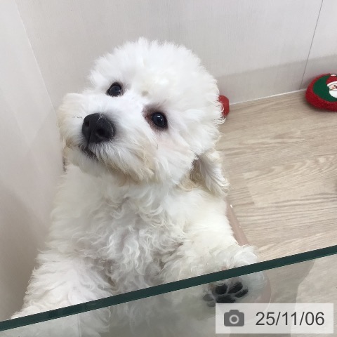 トイ・プードルの写真