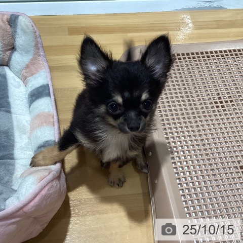 チワワの写真