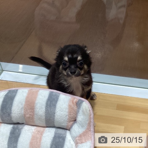 チワワの写真