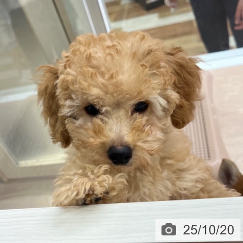 トイ・プードルの写真