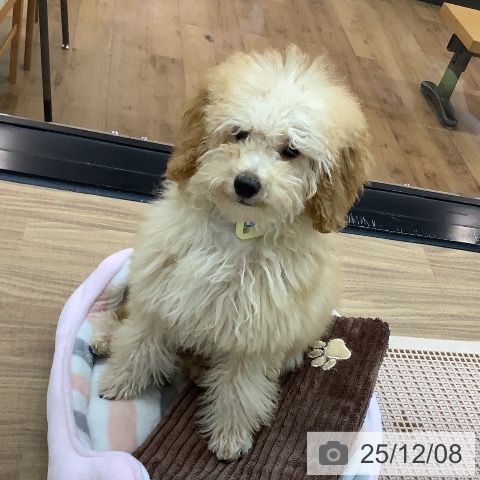 東京都のトイプードル(トイ) (ペッツワン 青梅インター店/2025年7月26日生まれ/男の子/アプリコット)の子犬の4枚目の画像