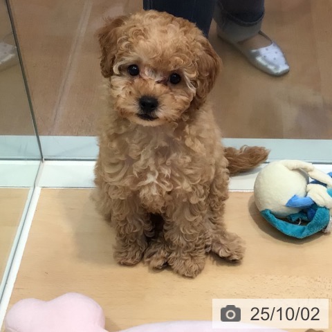 トイ・プードルの写真