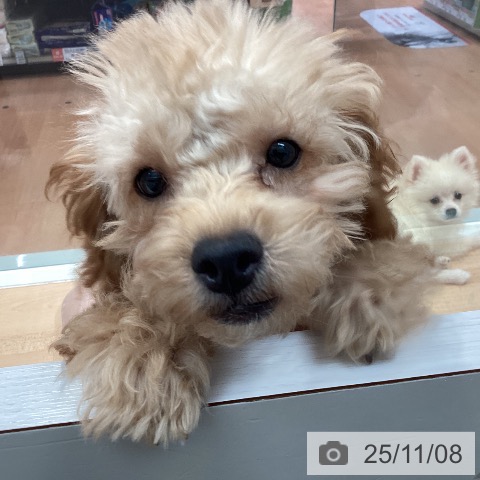 トイ・プードルの写真