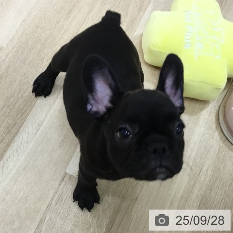 フレンチ・ブルドッグの写真