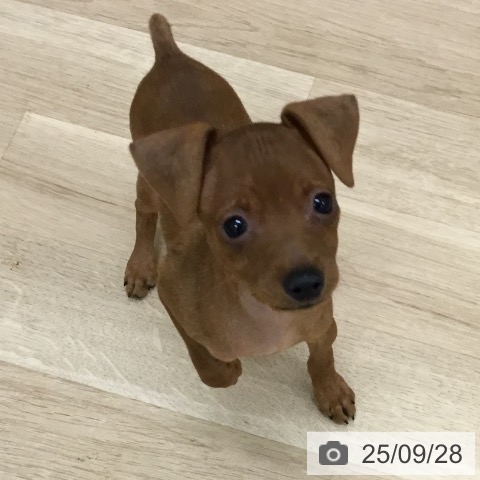 ミニチュア・ピンシャーの写真